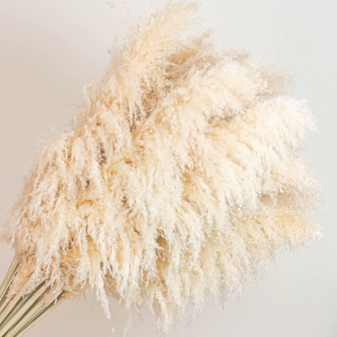 Natural beige dried pampas grass 