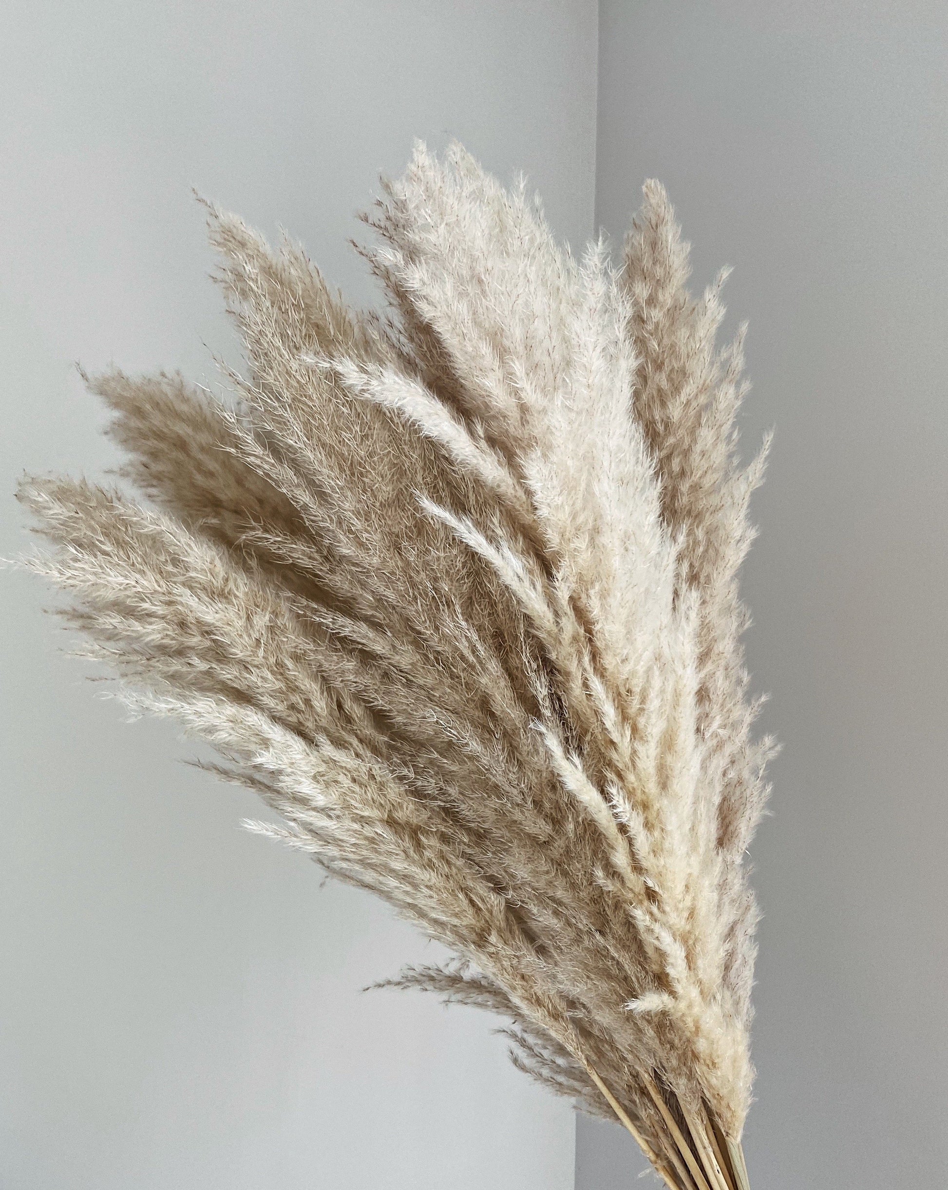 Natural Beige Pampas Stems