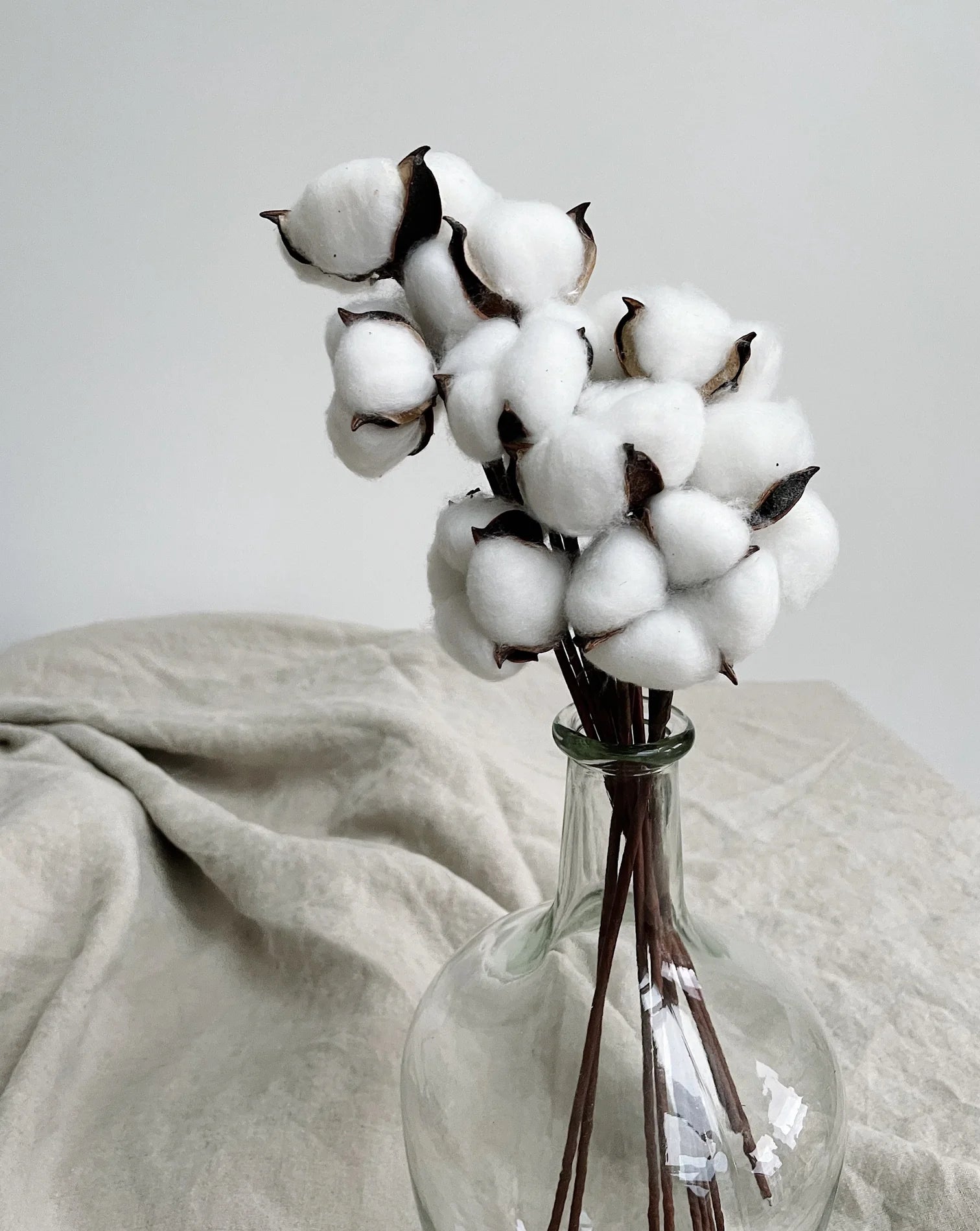 Dried Cotton Stems
